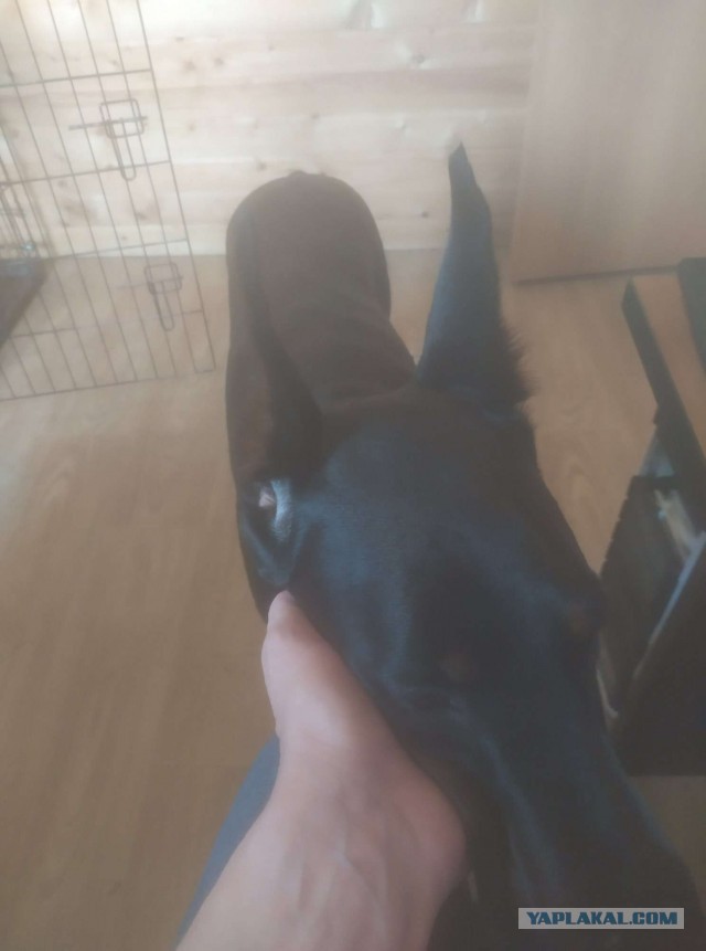 Зато у меня цобакен есть