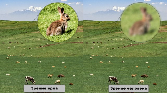 Что же такого в орлиных глазах, что делает их лучшими среди всех животных?