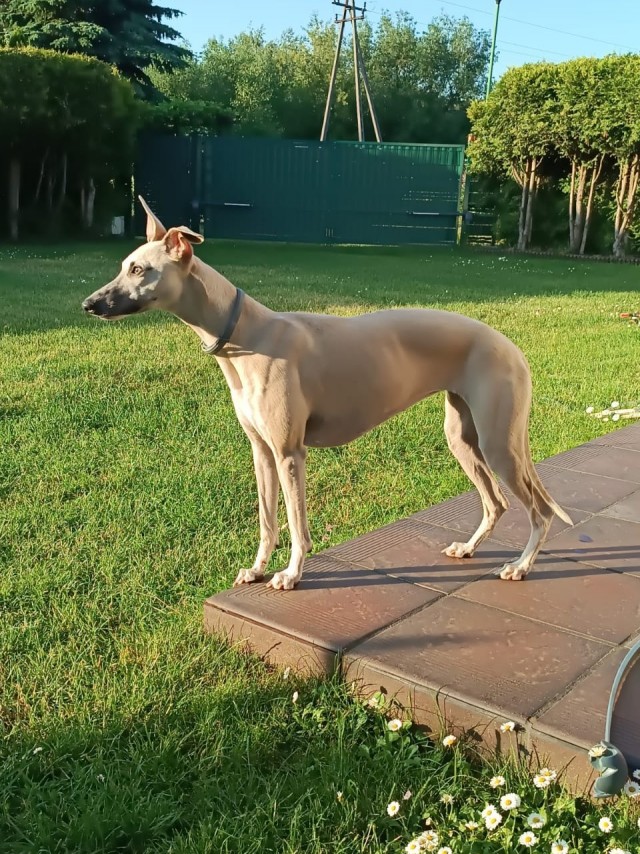 Что за пёсель?