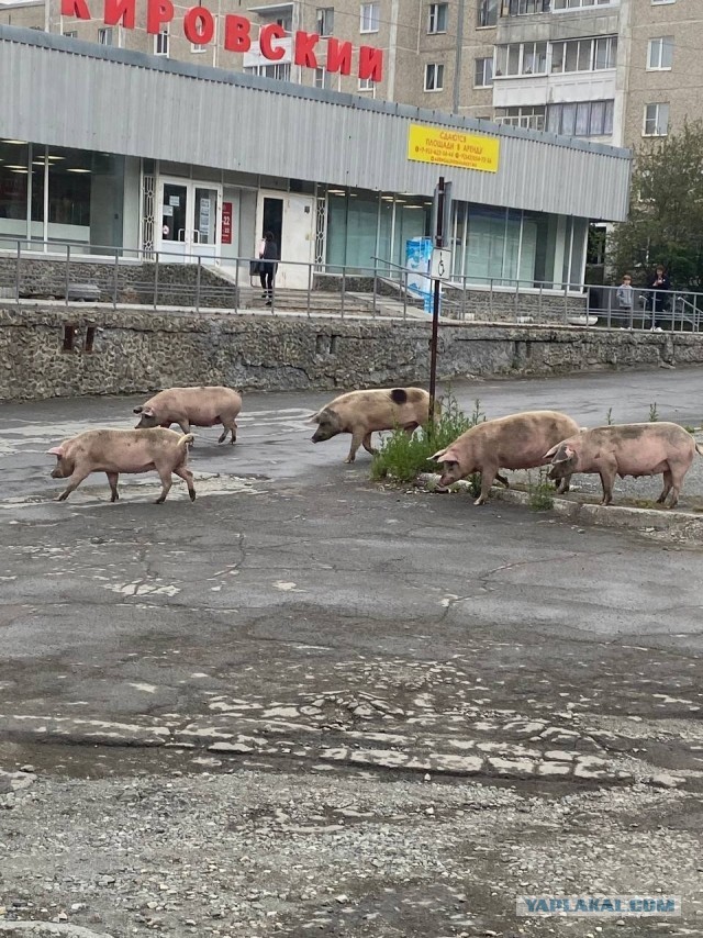 Сбила гуся и счастлива⁠⁠