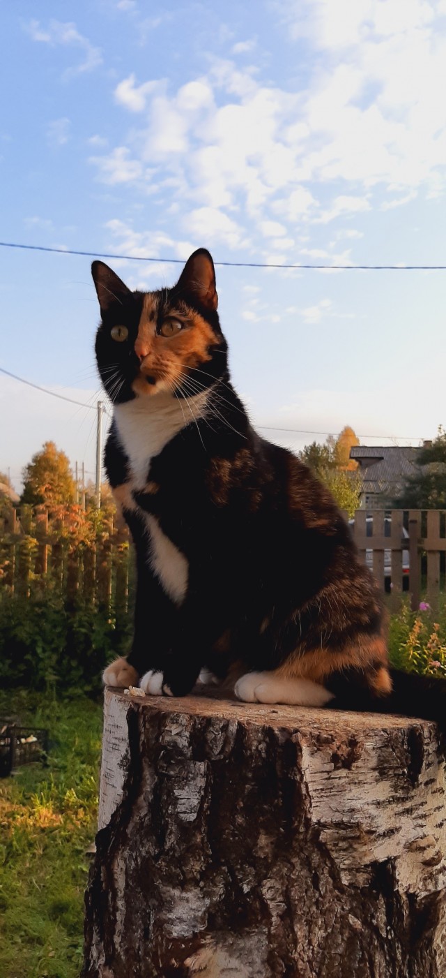 Осенняя кошка
