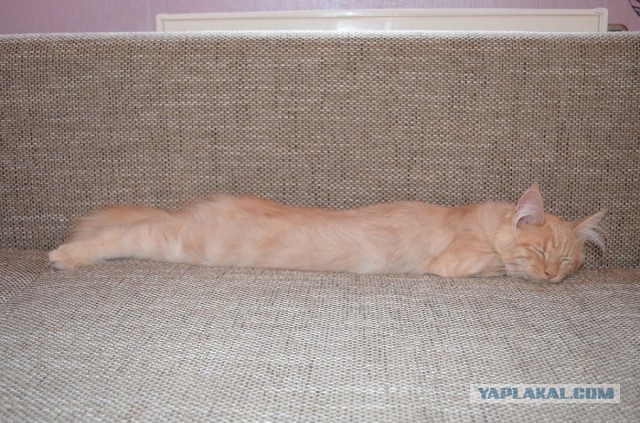 Котовторник 30.04.2013