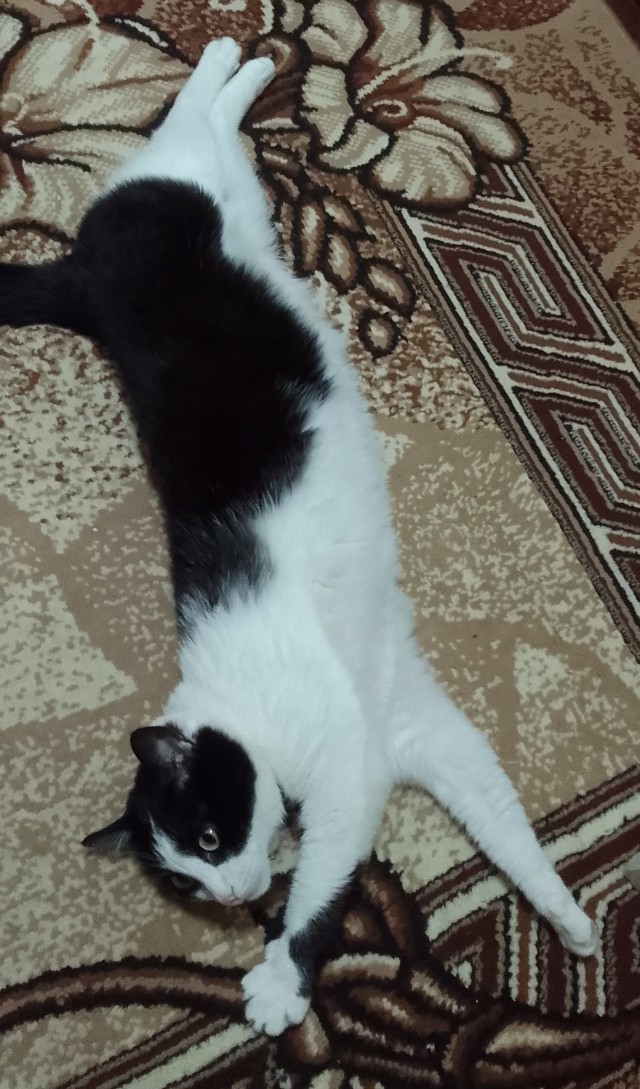 Первый Котовторник 2024