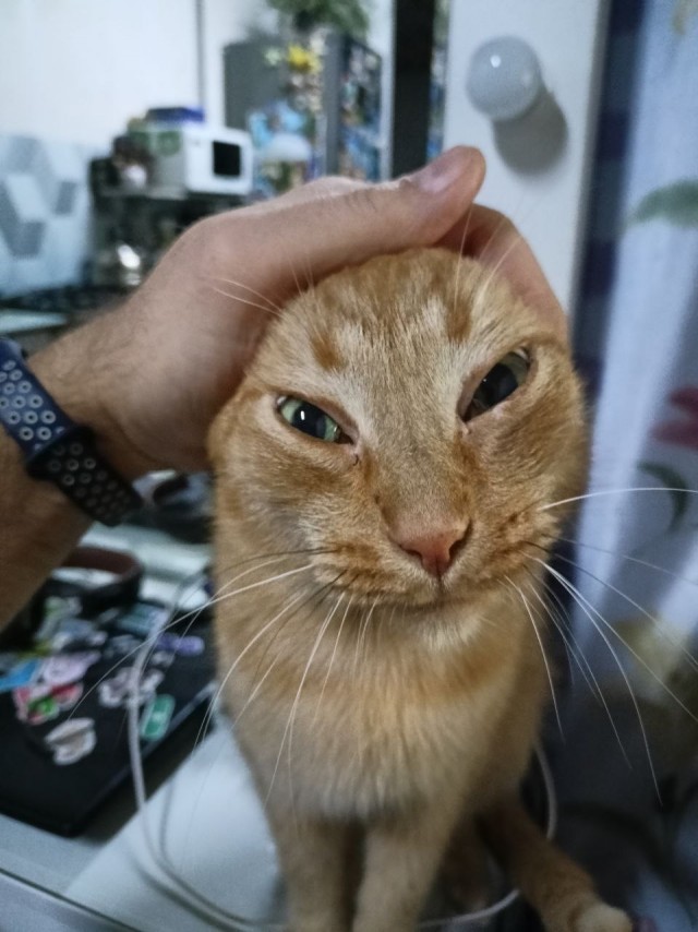 Жизнь домашнего приюта "Котоленд" 426