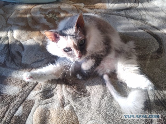 Всем кота за мой счёт. Я настаиваю