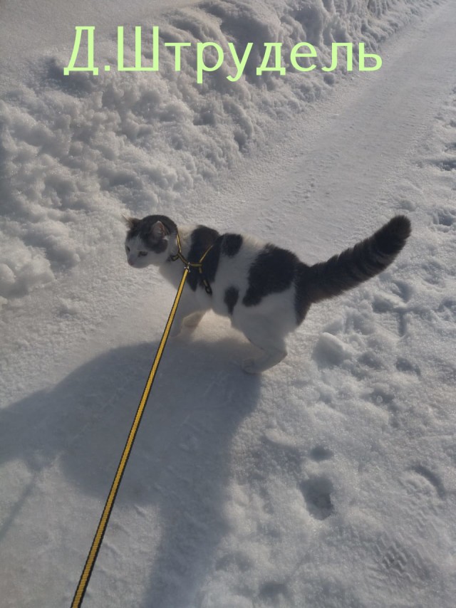 Жизнь домашнего приюта "Котоленд" 430
