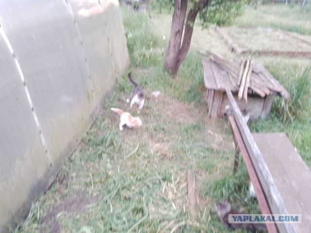 Жизнь домашнего приюта для котеек 497
