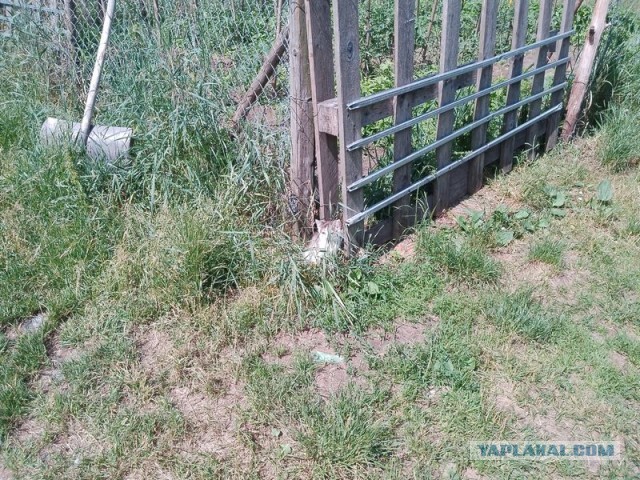 Жизнь домашнего приюта для котеек 499