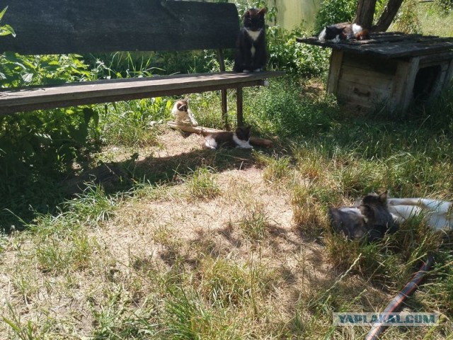 Жизнь домашнего приюта для котеек 503