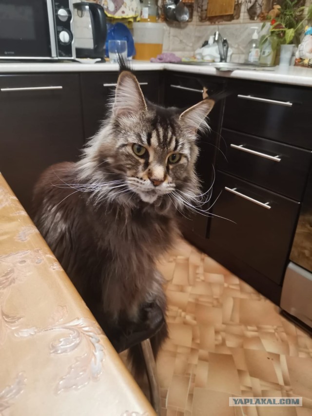 Котовторник. Мой котан