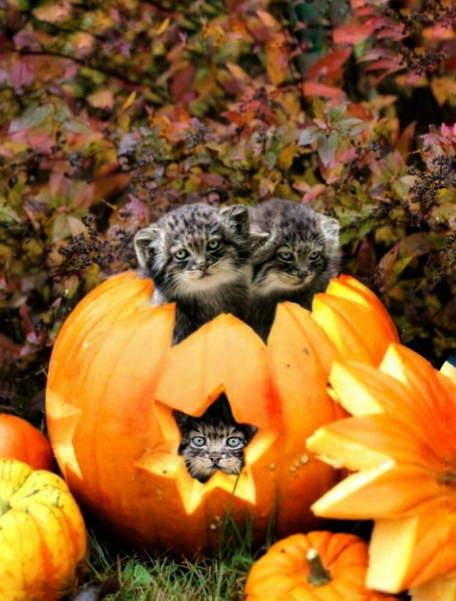 ФотоВинегрет