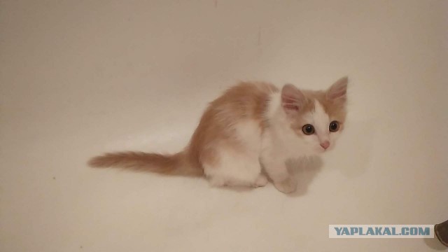 Шикарная игрушка для кошек