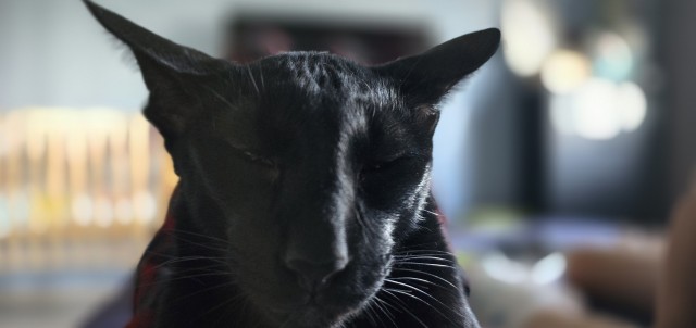 День чёрной кошки отмечается сегодня