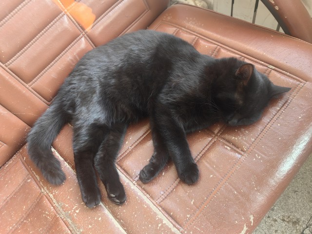 Нефотогеничный кот