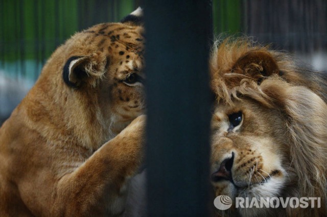 Первая фотосессия тройни лилигрят