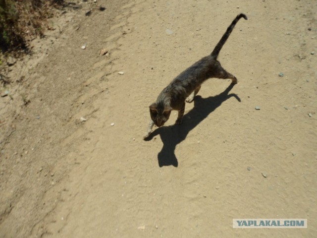Турецкий кот.