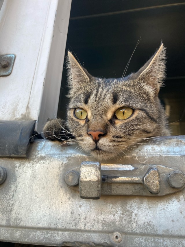Моему коту Тому 2 года