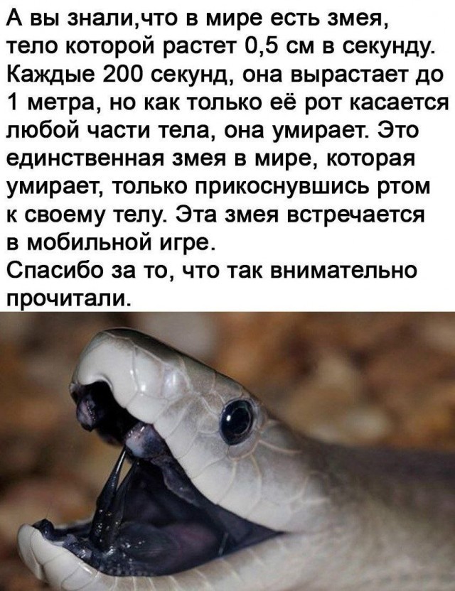 Редкая змея