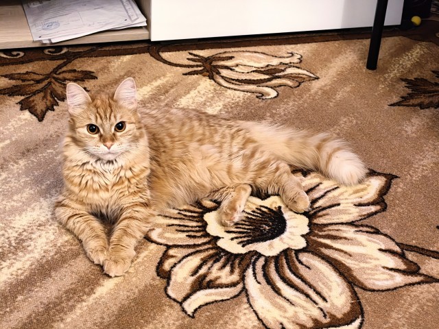 Котофторник жеж
