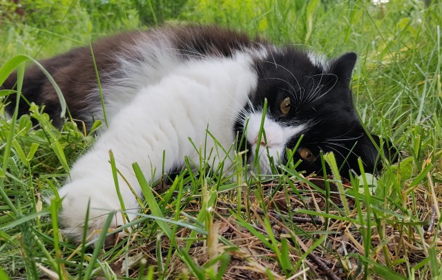 Котское.