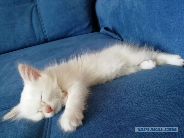Сима. Детство. Успел к котовторнику))