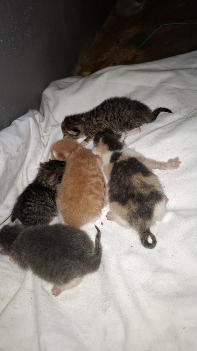 Котята - танкисты . Отдам в хорошие руки .