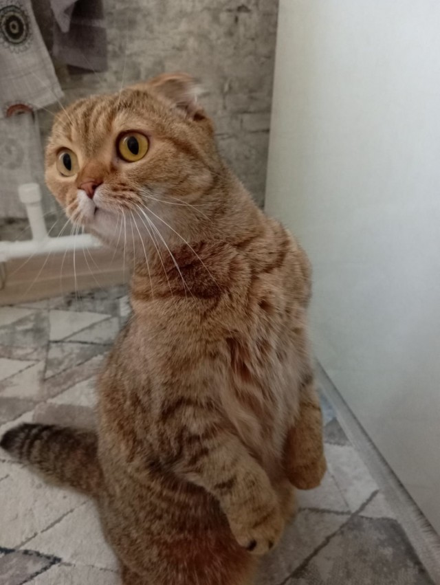 Котовторник 11.08.