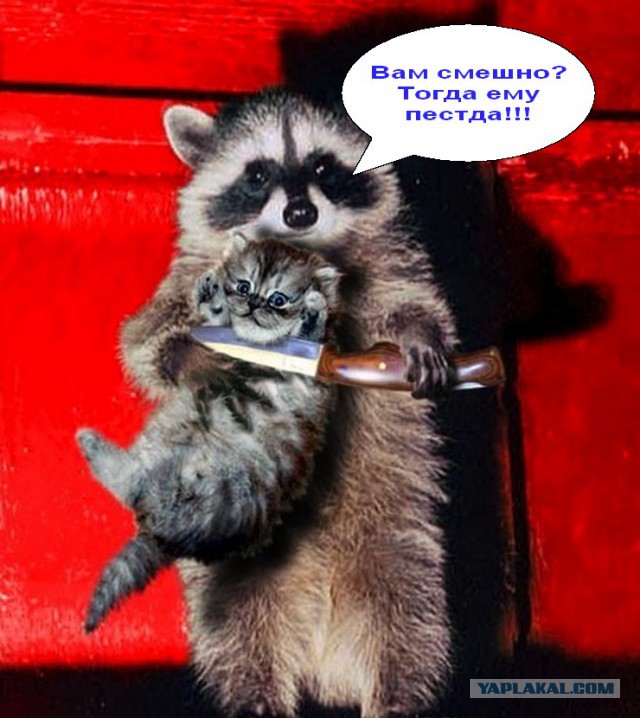Вот во мху енот!