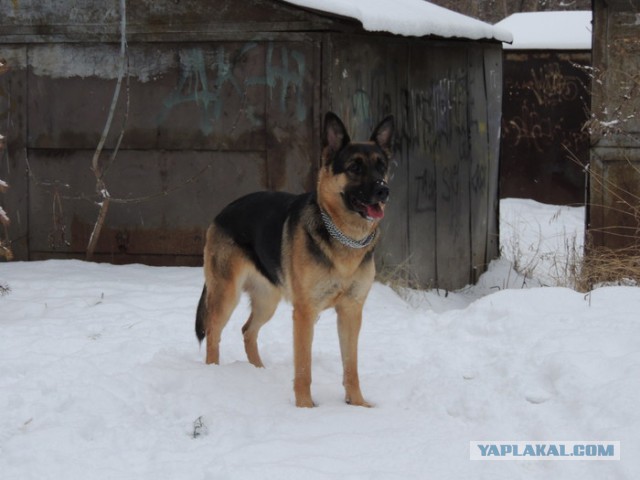 О, my dog