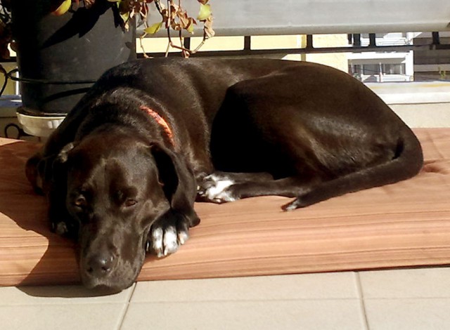 Как собаки встречают и провожают хозяев