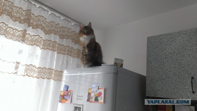 Котовторник 04.03.2014
