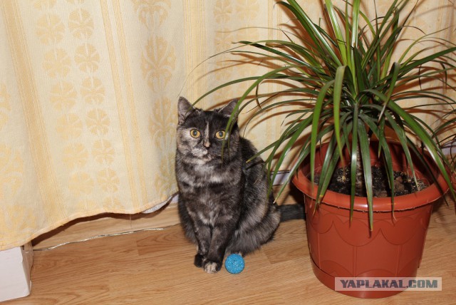 Котовторник  25.03.2014