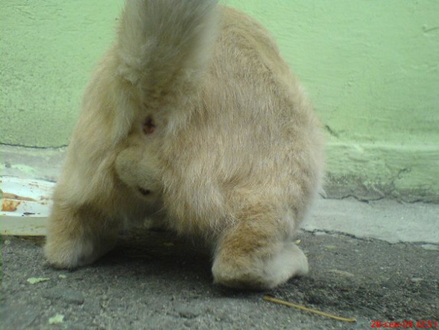 Котовторник 01.04.2014
