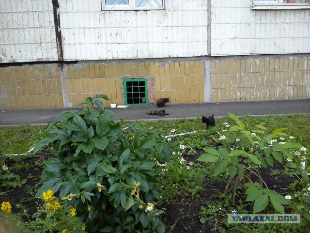 Котовторник 01.04.2014