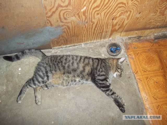 Жизнь домашнего приюта для котеек 21