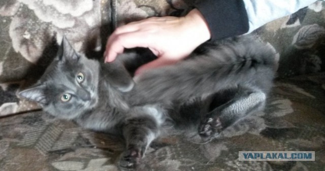 Котовторник 23.09.2014.