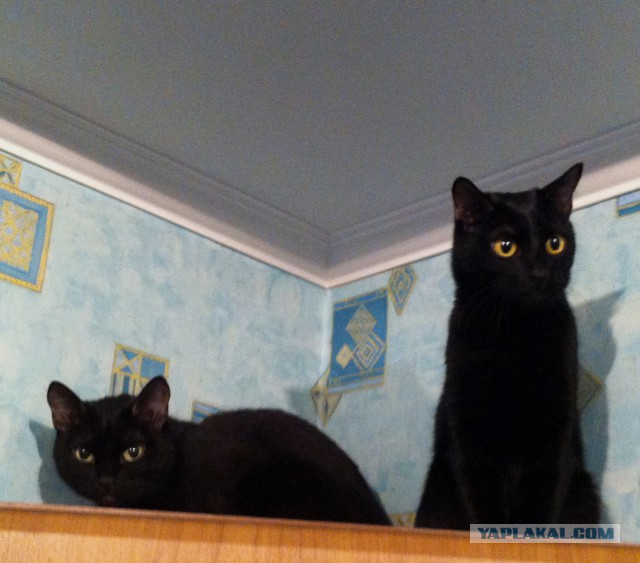 Котовторник 16.12.2014