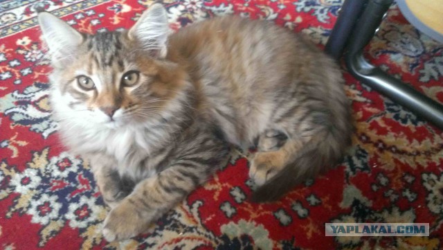 Котовторник 30.12.2014