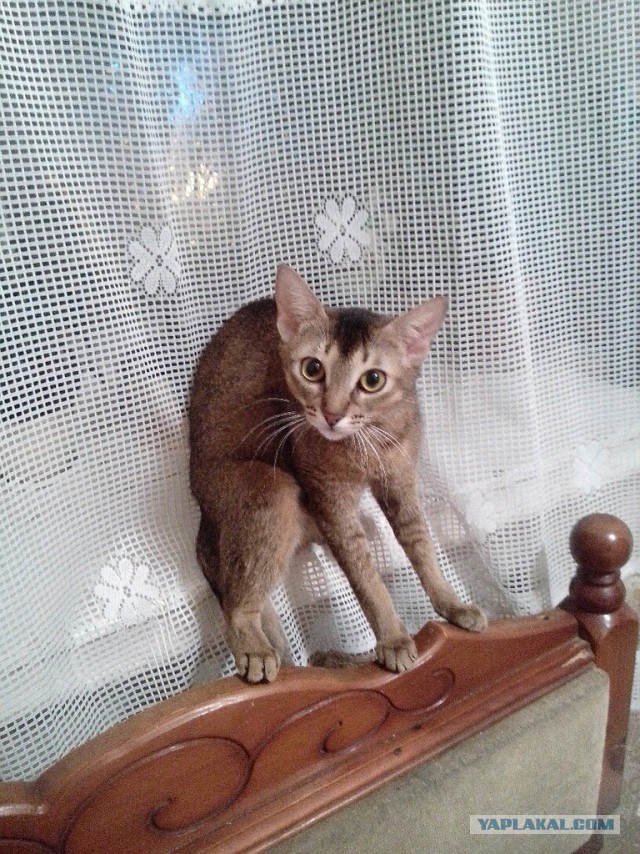 Котенок абиссина