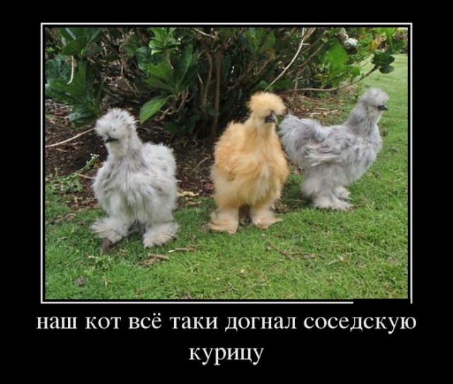 Демотиваторы дня