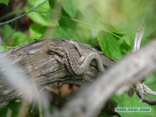 По пещерам Караби, прыги Качи-Кальона,