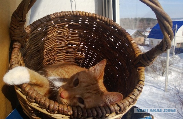 Котовторник 12.03.13