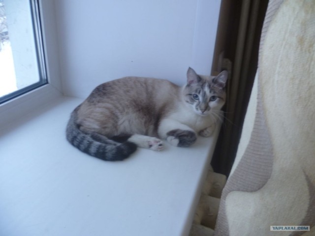 Когда в доме есть кот...