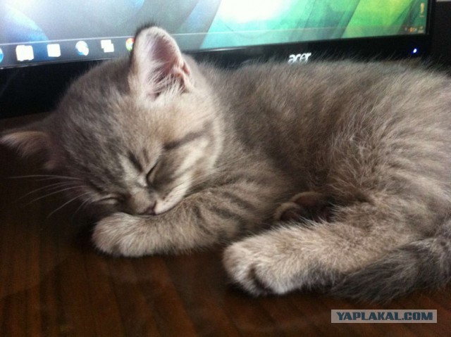 Котовторник 14.07.2015