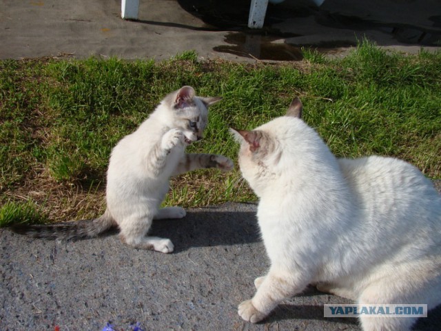 Котовторник 13.10.2015