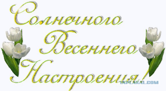 Жизнь домашнего приюта для котеек 103
