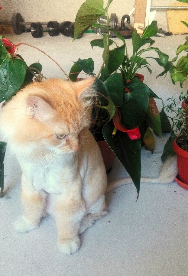 КотоВторник 26.04.2016
