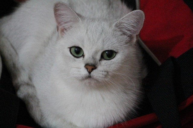 Котовторник 03.05.2016