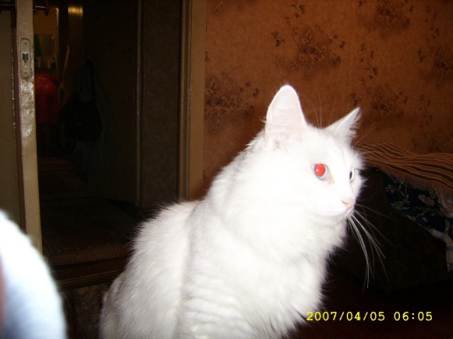 Зимний котомёт