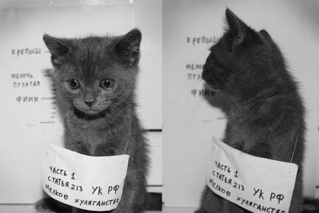 Коменты с Япа